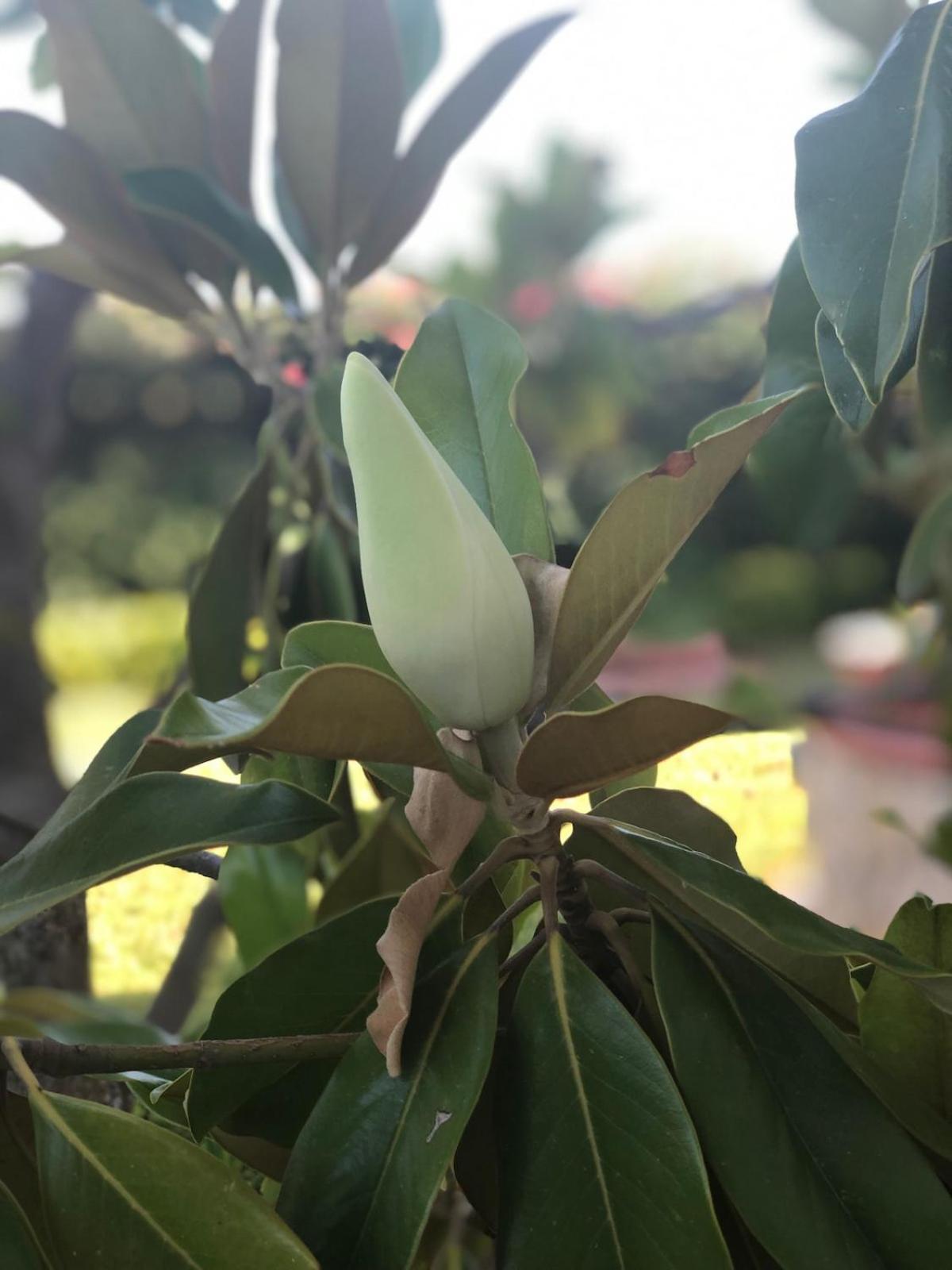 Le Tre Palme Villa Fontane Bianche Exterior foto